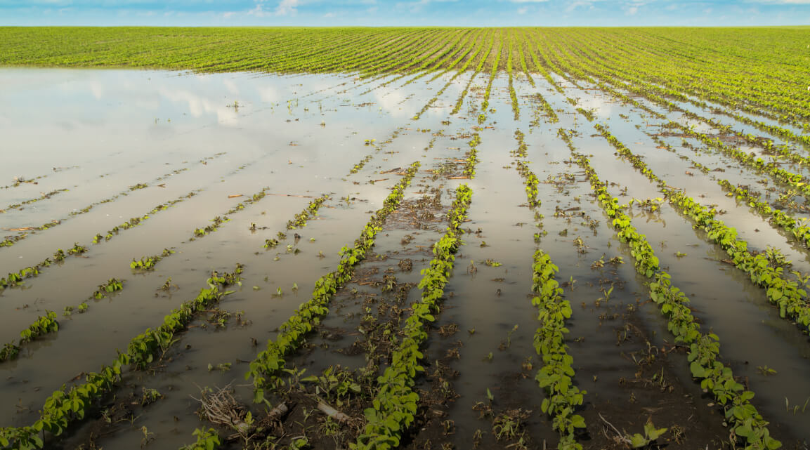 Floodwaters partially submerge a field