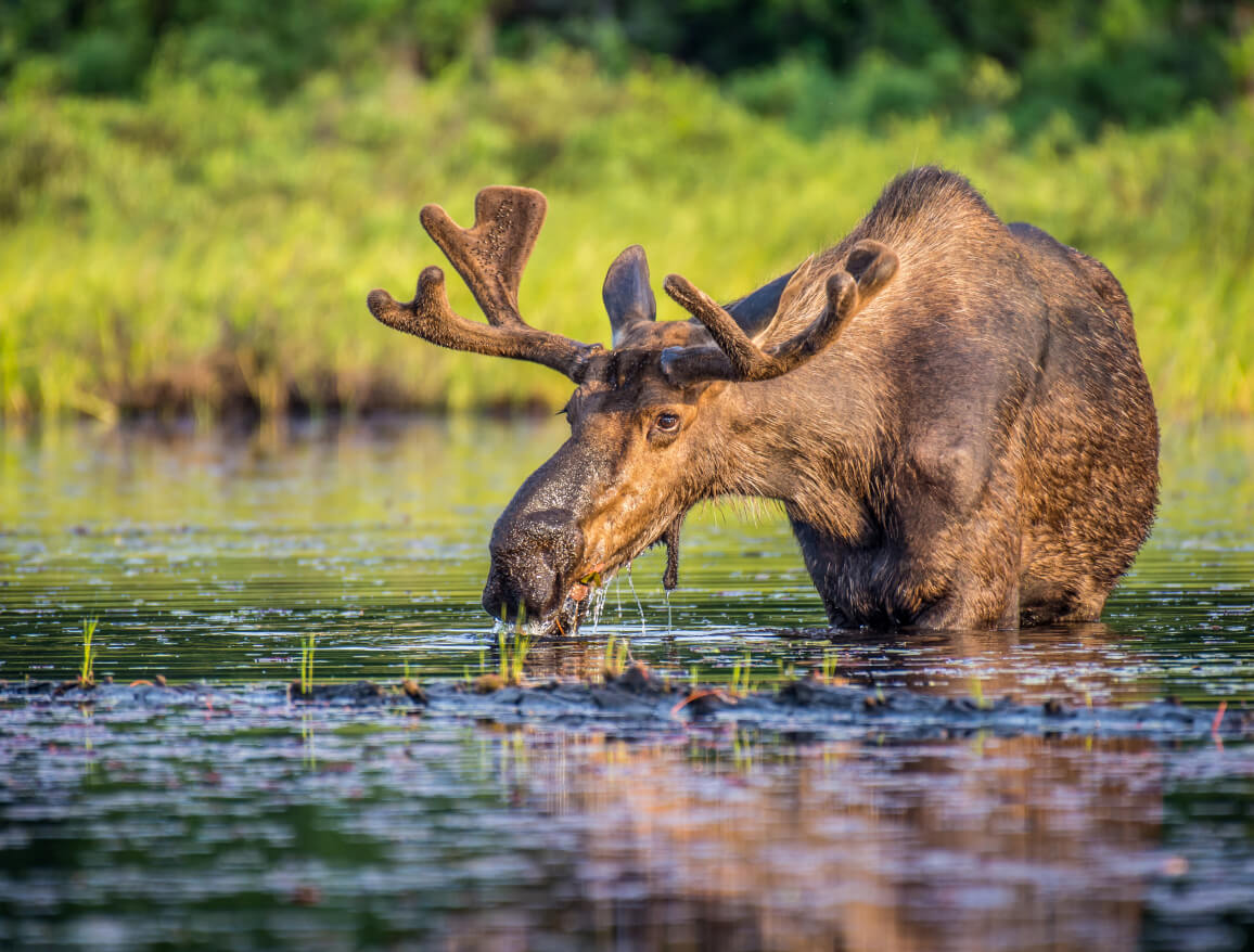 A moose wading through water in Canadian peatlands 