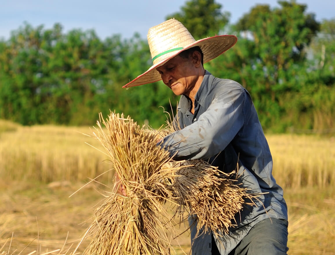 A farmer wearing a wide brim hat gathering a bushel of golden straw in a large field with a green tree line in the distance