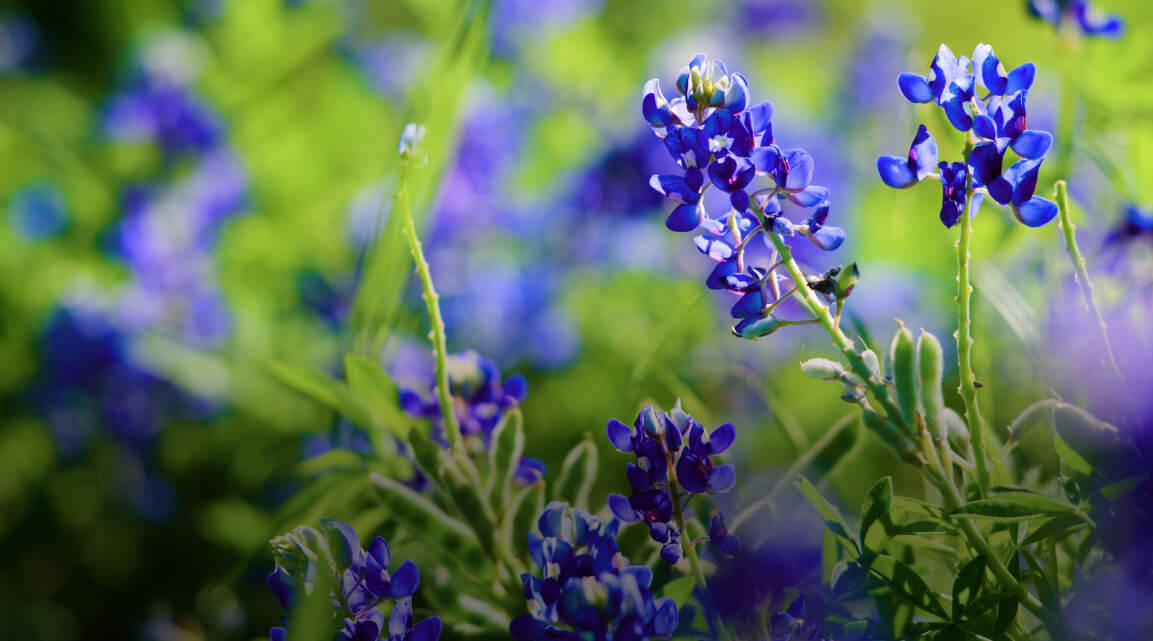 Nahaufnahme eines Feldes aus blühenden Pflanzen mit kleinen violetten Blüten