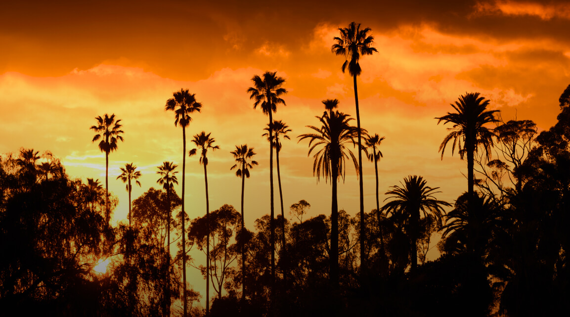 A blazing orange sunset with palm trees towering into the sky in Los Angeles