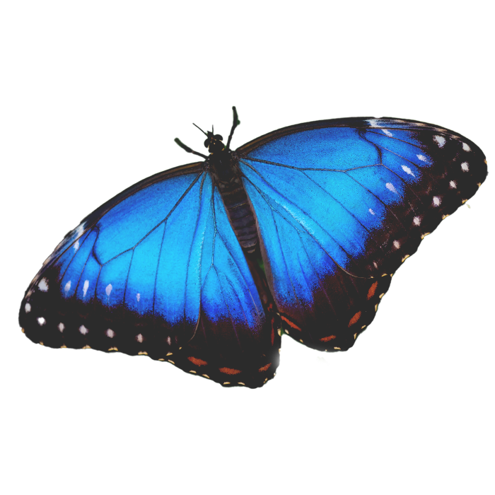 Blue butterfly brought into focus by a square frame, with a blurred background of green leaves