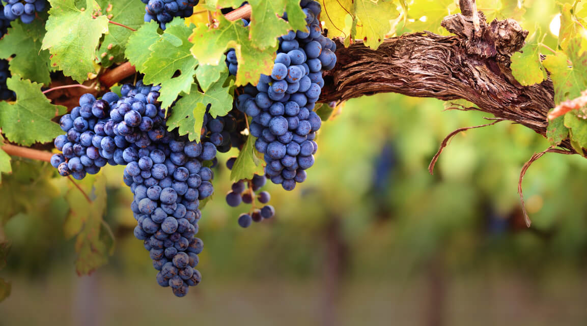 Pristine purple grapes on the vine