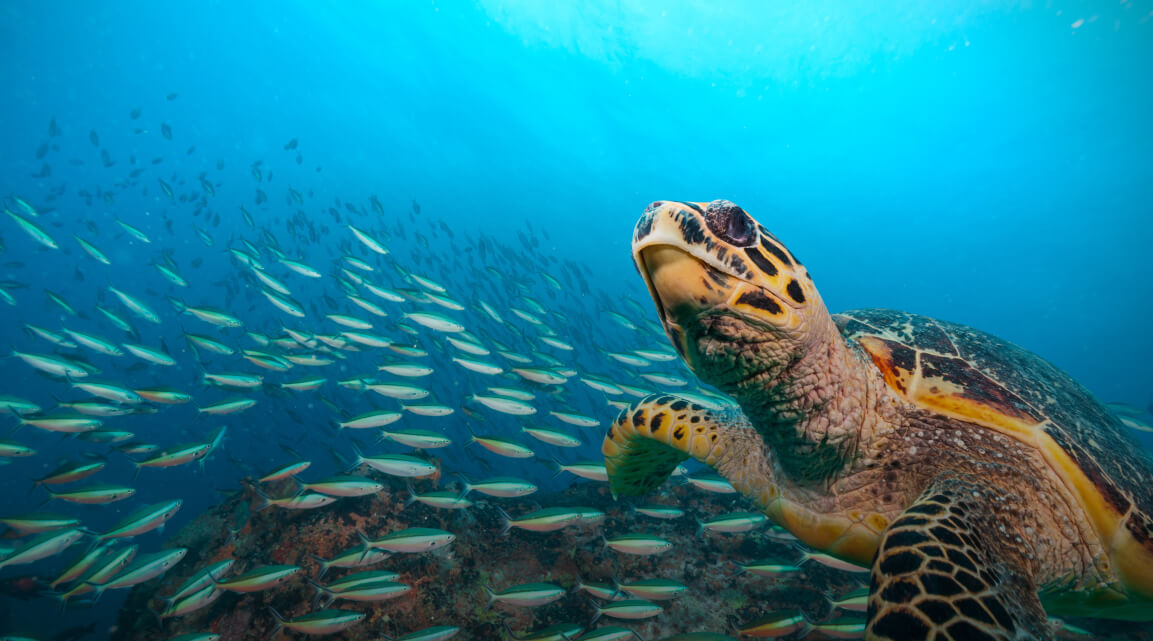 Eine Meeresschildkröte schwimmt neben einem Fischschwarm