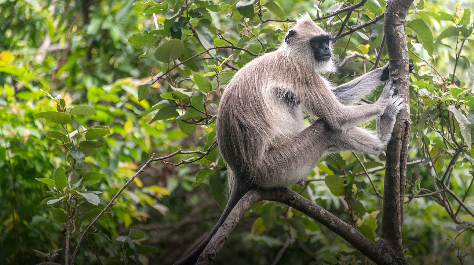 A gray langur monkey perched in a forest tree