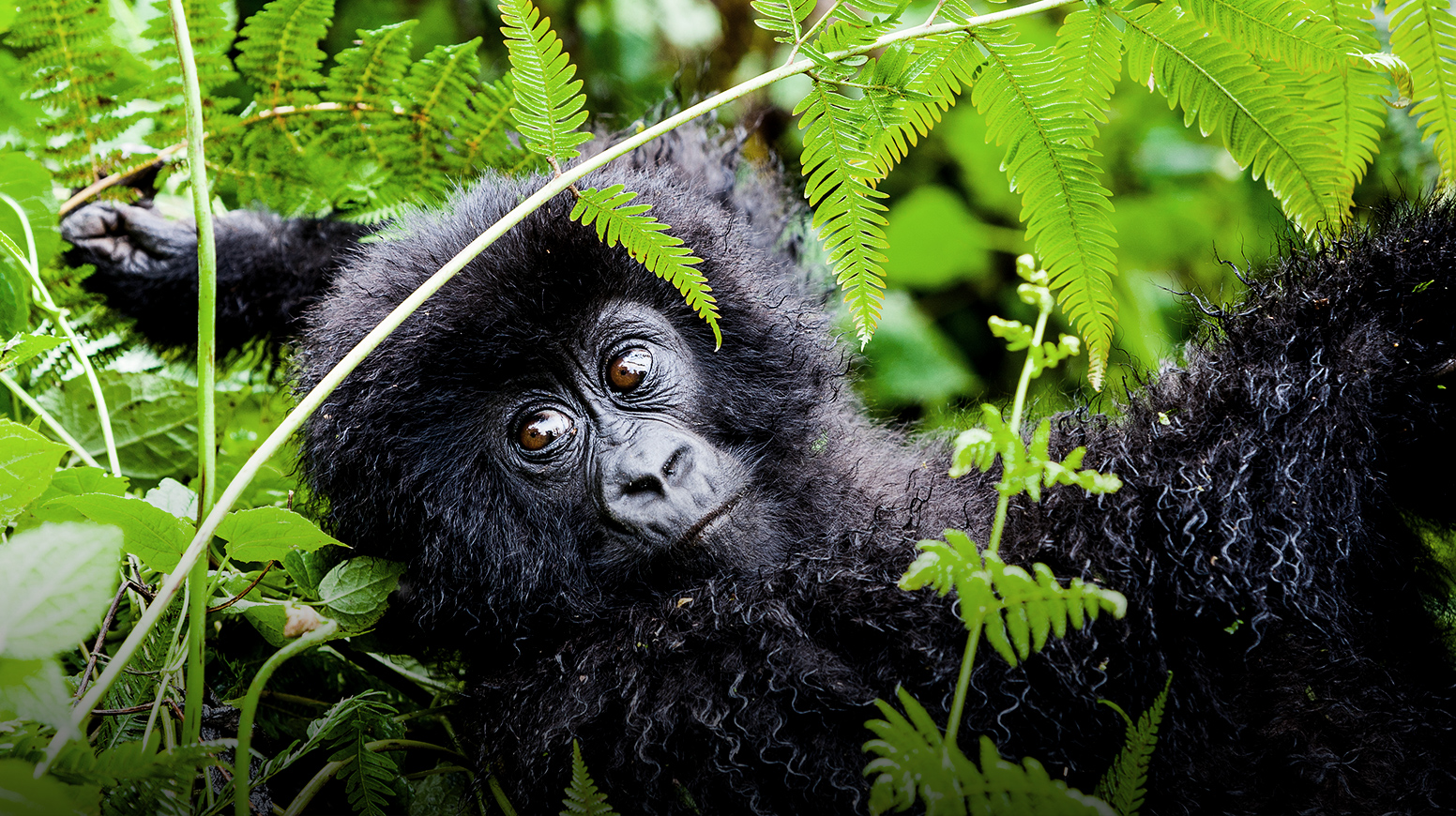 A young gorilla in a lush green forest