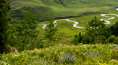 A lush green valley with a winding stream running through it and purple and yellow wildflowers on the hills 
