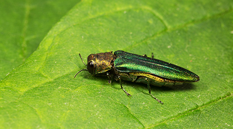 An oblong, emerald green beetle on a leaf