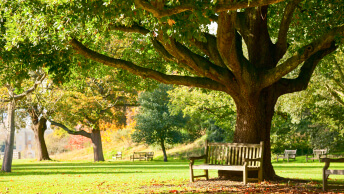 Park bench under a large tree