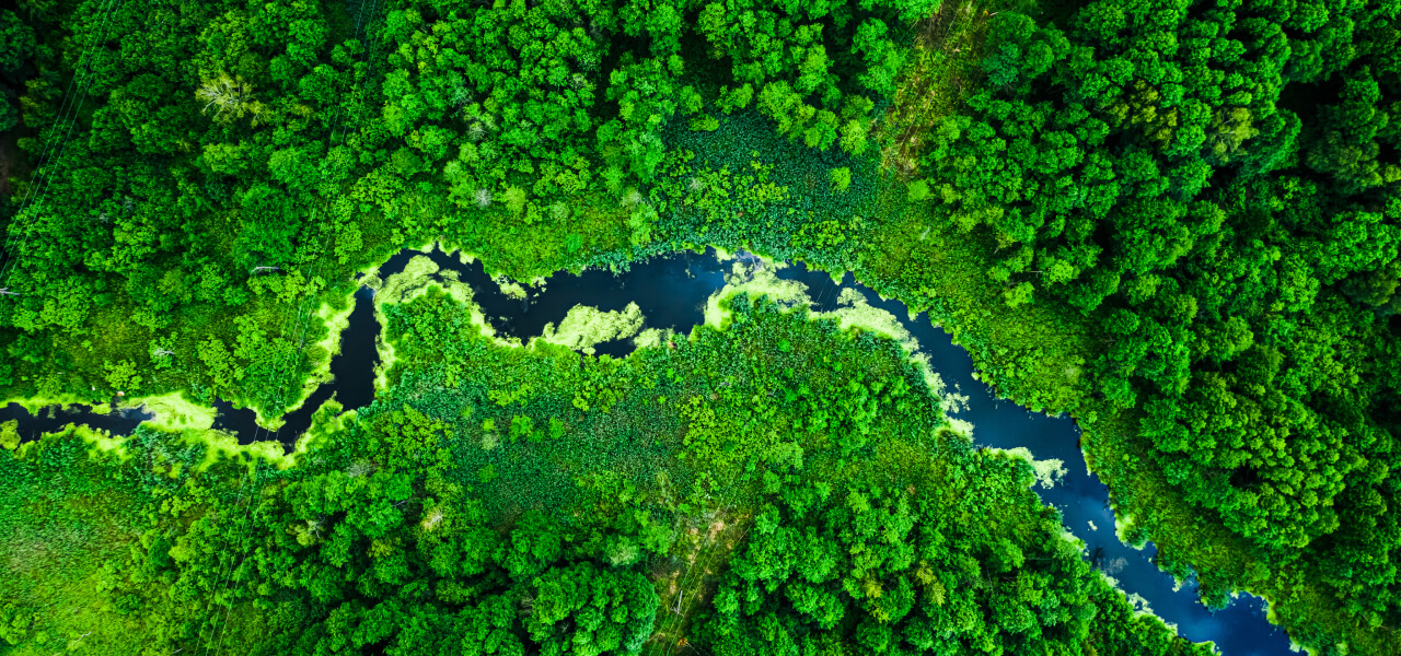 Fiume che taglia una foresta verde lussureggiante