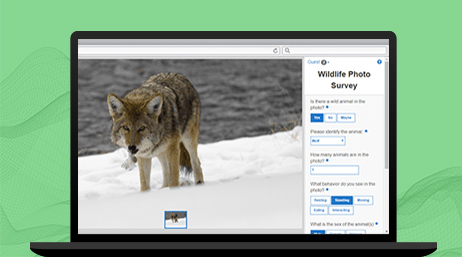 A laptop displaying a dashboard titled “Wildlife Photo Survey” with the image of a wolf in snow and a navigation panel to the right