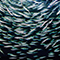 A school of silvery fish in deep blue waters