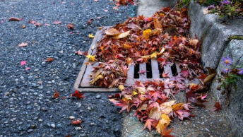 A streetside storm drain clogged with orange and yellow autumn leaves