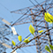Green leaves growing on barbed wire with transmission towers in the background