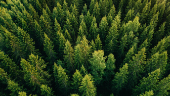 Aerial image of towering green forest treetops