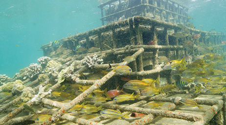 A rotting shipwreck underwater surrounded by fish
