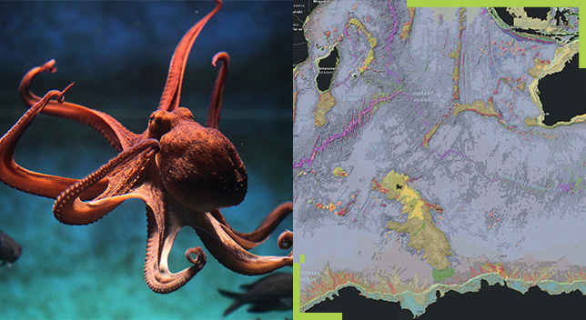 A split screen of an octopus floating through the water and a map of the ocean floor