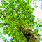 A photo of a tree taken from ground level looking straight up the trunk at bright green branches against a blue-white sky