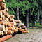 A photo of lumber stacked on a dirt road with a shady green forest in the background