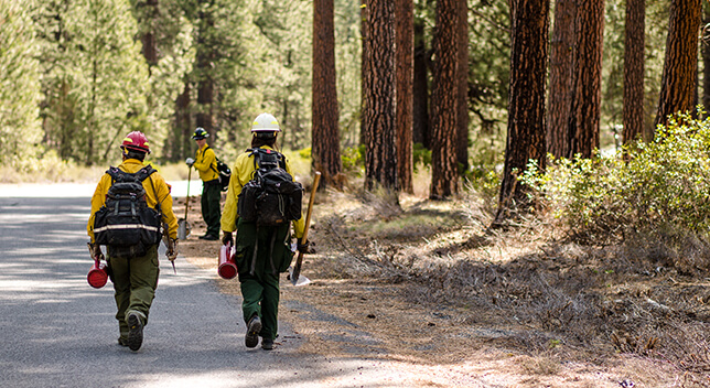 A photo of three rangers walking on a sunny forest road wearing yellow jackets and hard hats
