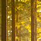 A photo of a shady forest floor with lush green undergrowth and tree trunks brightly lit by golden sunset light