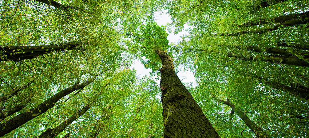 A screencap from the featured video showing a view of bright green treetops from a ground-level point of view, looking straight up the dark brown trunks toward the pale sky