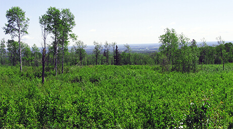 A photo of a sunlit field of deep green undergrowth dotted with taller trees with a forest in the background