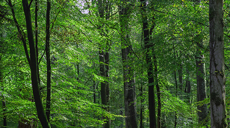 A photo of a forest of bright green trees with long dark trunks