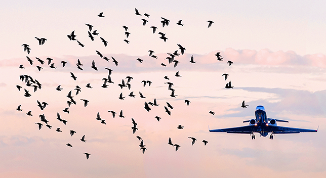 A photo of an airplane in flight as a flock of birds flies past, silhouetted against a hazy pale pink sky