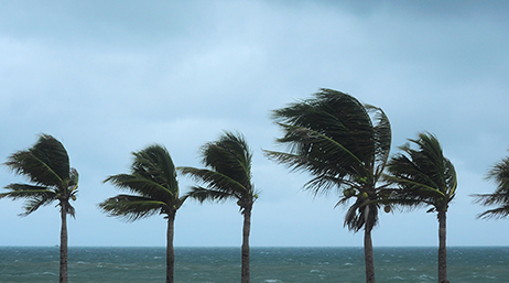 A row of palm trees by the ocean blowing due to heavy winds