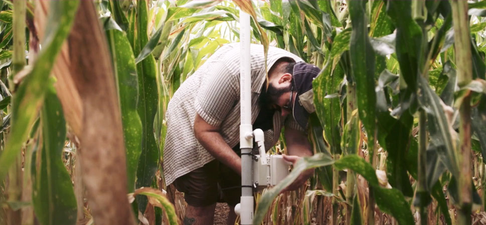 A photo of a person wearing sunglasses and a ballcap examining a piece of farm equipment in a field of tall green corn stalks