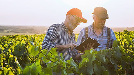 A photo of two casually dressed people discussing a tablet display while standing in a sunlit field of tall green crops