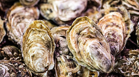 A closeup photo of a pile of dark yellow and white oysters on a dark brown background
