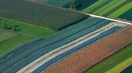 An aerial view of fields of crops