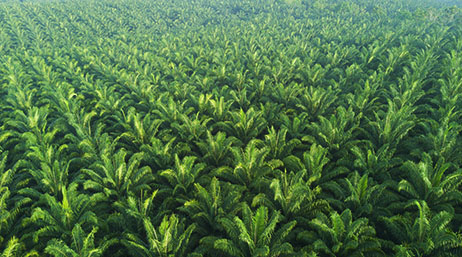 A photo of green crops growing closely together in orderly rows