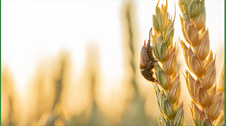 Graphic of a laptop monitor displaying a closeup photo of a beetle resting on a stalk of wheat in a sunlit field