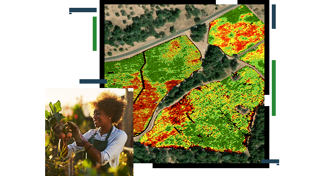 A heat map of farmland overlaid with a photo of a person in an apron tending an orange tree sapling in a sunlit orchard