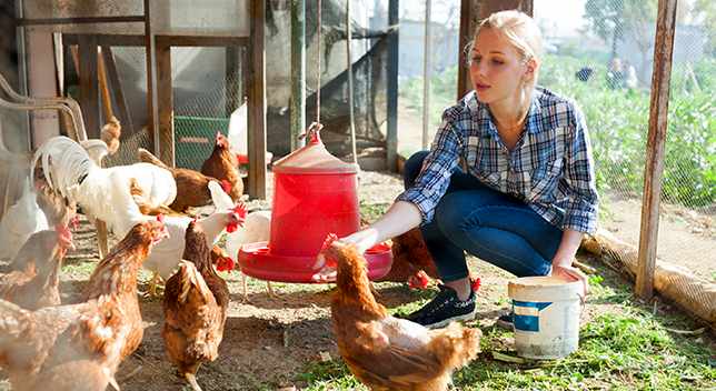 A photo of a casually dressed person crouching in a sunlit chicken coop hand-feeding chickens and roosters from a bucket