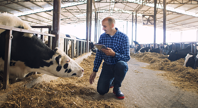 A photo of a casually dressed person kneeling in a large barn beside one of many cows, using a tablet to record data