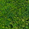 An aerial photo of dense green treetops