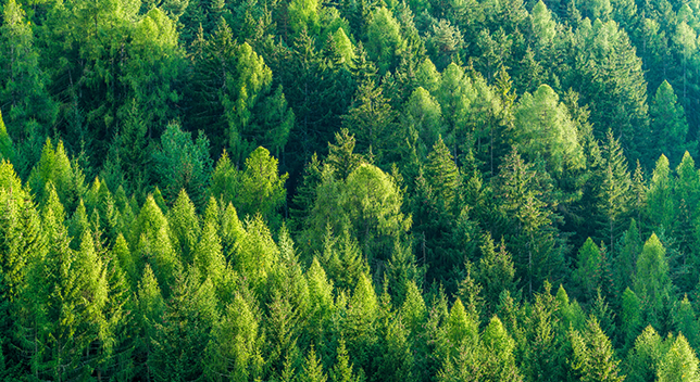 An aerial photo of a forest full of vivid green treetops