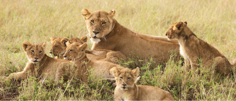 Lioness and cubs