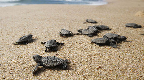 Baby sea turtles on the sand
