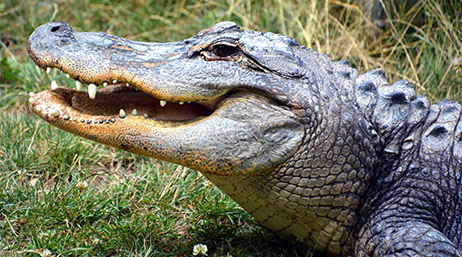A crocodile with mouth open and teeth showing