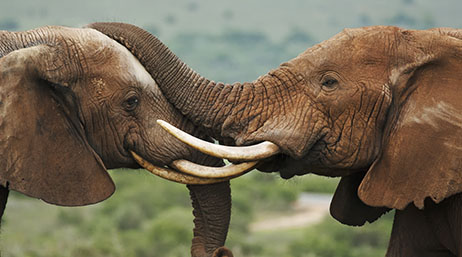 Two elephants touching each other’s faces with their trunks