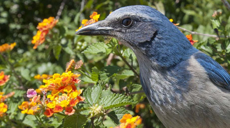 Bird with blue and gray feathers next to yellow and orange flowers