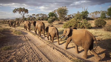 A herd of elephants walking along a dirt road single-file through a field with scattered trees