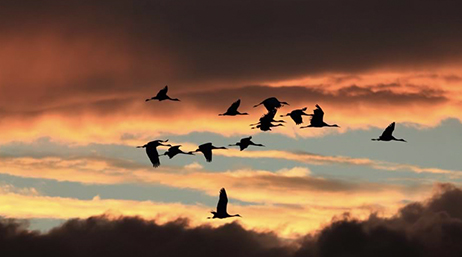 A flock of birds in mid-flight silhouetted against a warm orange sunset sky
