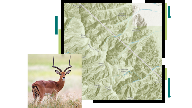 Carte d'isolignes verte et blanche d’une chaîne de montagnes, surmontée d’une photo d’antilope en alerte dans un champ verdoyant ensoleillé 