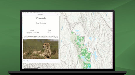 Photo of a cheetah next to a map of cheetah habitat